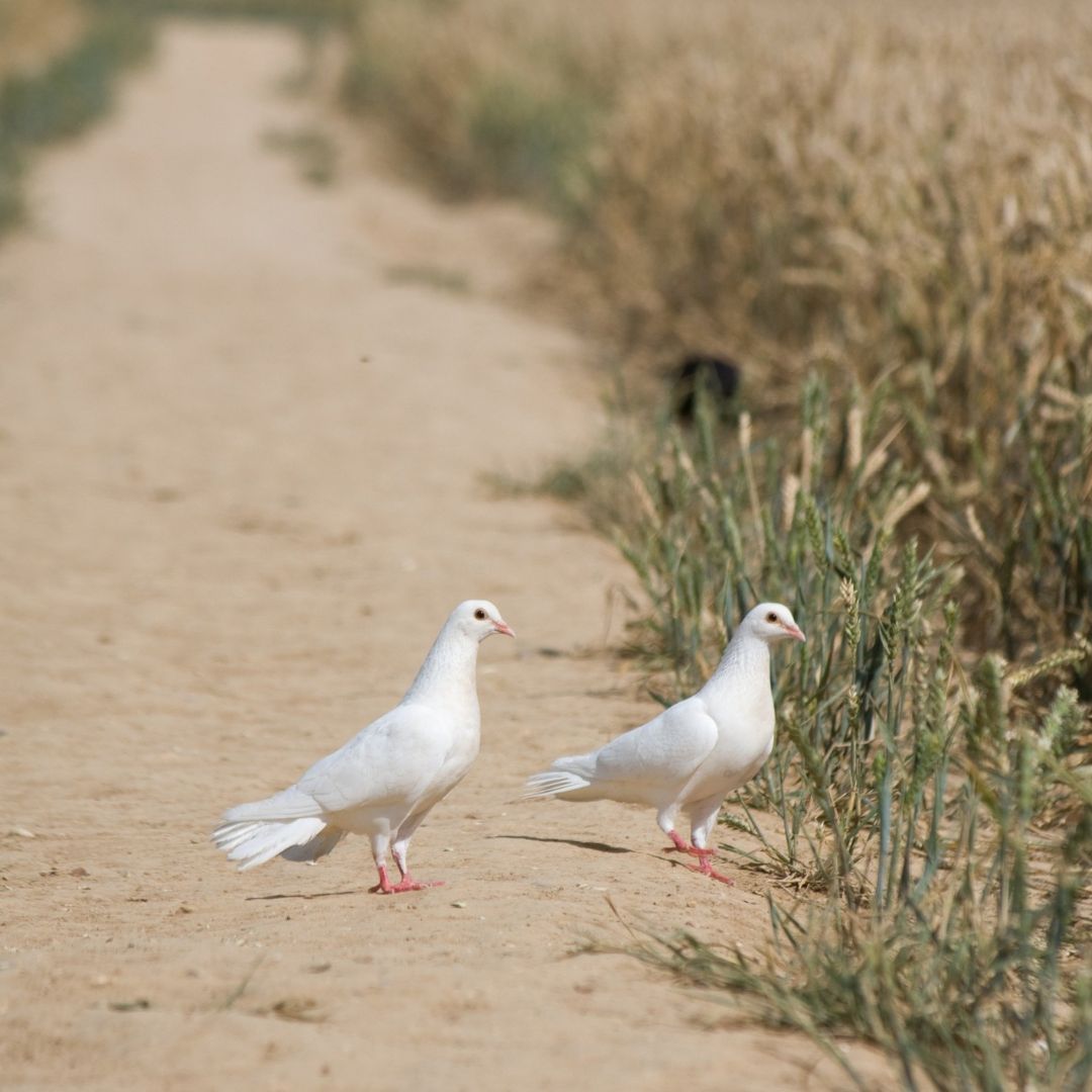 Image de deux colombes sur une route